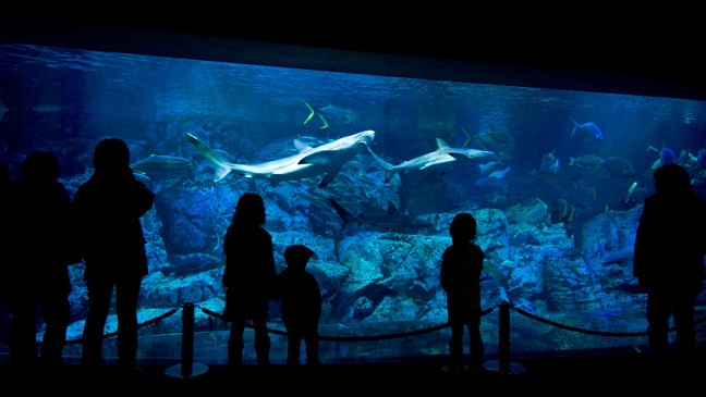 水族館「うみたまご」優先入場チケット付きプラン